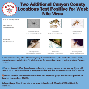 According to the Canyon County Mosquito Abatement District West Nile virus has been detected in mosquitoes collected on August 1, 2024, southwest of Melba, Idaho, and on August 6, 2024, west of Caldwell. This marks the second and third positive test results in Canyon County this season.